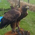 Missing Golden Eagle reunited with owner after being lost for over a week