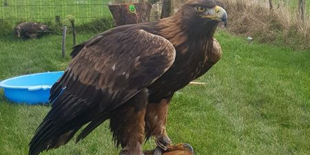 Missing Golden Eagle reunited with owner after being lost for over a week