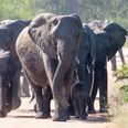 Suspected poacher trampled to death by elephants in South Africa