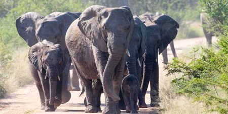 Suspected poacher trampled to death by elephants in South Africa