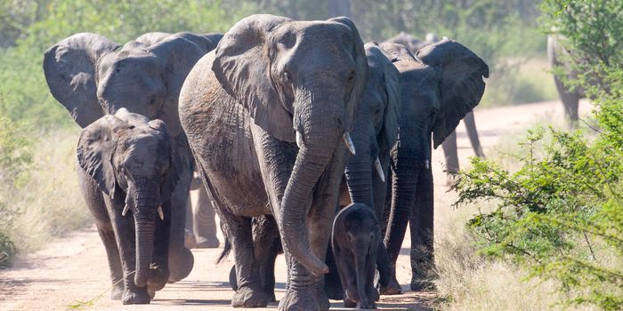 elephants trample poachers