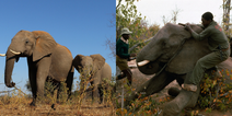 Zimbabwe to sell endangered elephants for hunts to raise money lost during Covid