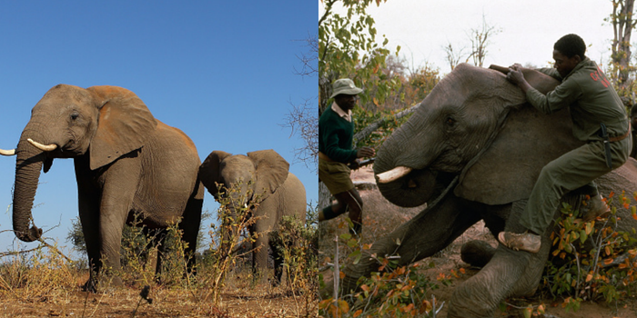 Zimbabwe selling elephants