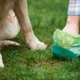 Leitrim to DNA test dog poo to catch owners who don’t clean up