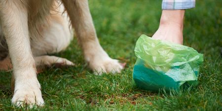 Leitrim to DNA test dog poo to catch owners who don’t clean up