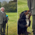 Michael D. Higgins’ dog goes viral after trying to get some attention during a TV interview