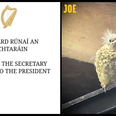 This bird looks a little bit like Michael D Higgins, and he agrees