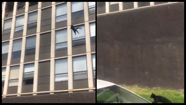 cat jumps from burning building