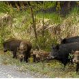 Public warning issued as large male boar is on the loose in Kerry