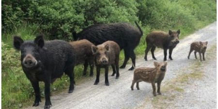 Search continues for large male boar on the loose in Kerry as public urged to be on alert