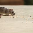 Rodent infestations are on the rise in Ireland over the past four months