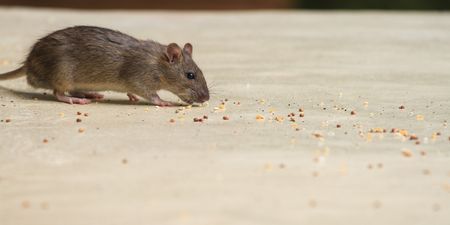 Rodent infestations are on the rise in Ireland over the past four months