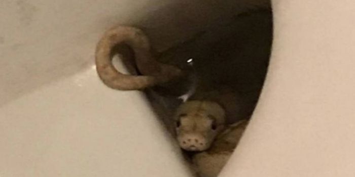 man bitten by snake on the toilet