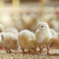 France to outlaw shredding and gassing of male chicks by 2022