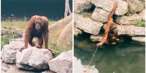TikTok involving Dublin Zoo, an orangutan and a child’s teddy is incredible
