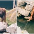 TikTok involving Dublin Zoo, an orangutan and a child’s teddy is incredible