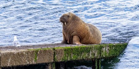 Minister urges people to “cop on” and leave Wally the Walrus alone