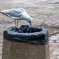 Warning issued over gulls and other pest birds as public urged to treat them with “caution”