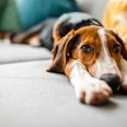 Pet dogs can predict their owner’s epileptic seizures, new research shows