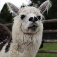 Llamas could play a role in treating Covid-19 in the future
