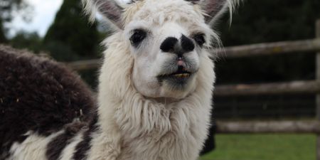 Llamas could play a role in treating Covid-19 in the future