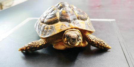 DSPCA issues appeal to the public after “helpless” sick tortoise dumped in field