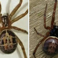 National Poisons Information Centre issues warning over false widow spiders