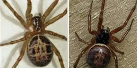 National Poisons Information Centre issues warning over false widow spiders