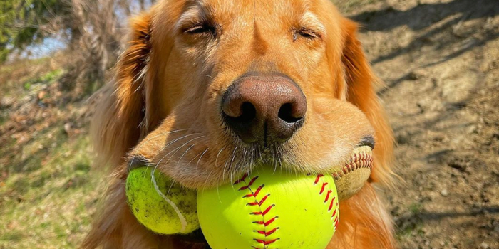 Dog Guinness world record tennis balls