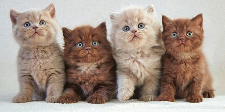 QUIZ: Can you name the breeds of all these cats?