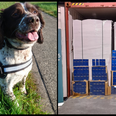 9.2 million illegal cigarettes seized at Dublin Port by detector dog