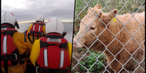 Cow rescued from water after being spotted in distress at Donegal beach