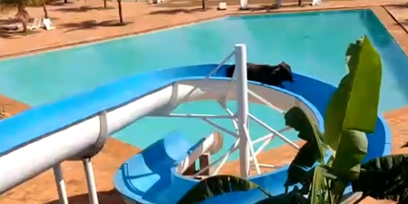 Cow escapes field, heads to resort and gets stuck on water slide