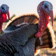 Avian flu outbreak detected in turkey flock in Monaghan