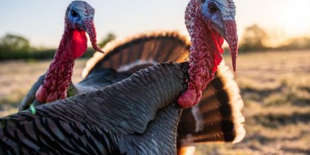Avian flu outbreak detected in turkey flock in Monaghan