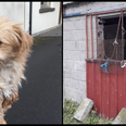 Carlow woman banned from keeping animals for life after starving dogs to death