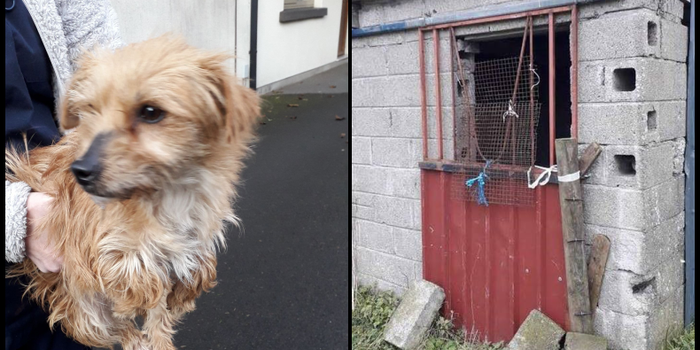 carlow woman banned keeping animals