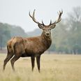 Woman hospitalised following stag attack in Kerry