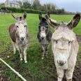 Three donkeys in “severe state of neglect” saved by ISPCA