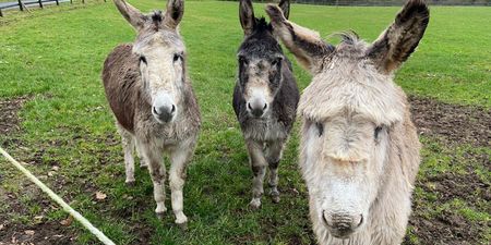 Three donkeys in “severe state of neglect” saved by ISPCA