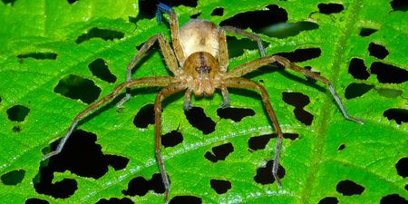 World’s biggest spider found in UK after accidental 5,000-mile trip in shipping container