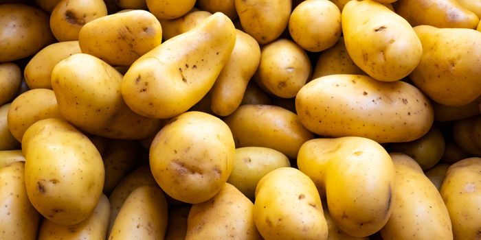 potato blight may