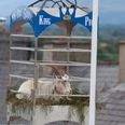 Puck Fair takes down goat from cage due to “unprecedented” hot weather