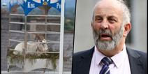 Danny Healy-Rae insists the Puck Fair goat is safe and well looked after