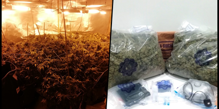 Nearly €400k worth of cannabis seized in Galway