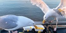 Calls to feed contraceptive pills to aggressive seagulls are flawed, says BirdWatch Ireland