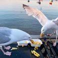 Calls to feed contraceptive pills to aggressive seagulls are flawed, says BirdWatch Ireland
