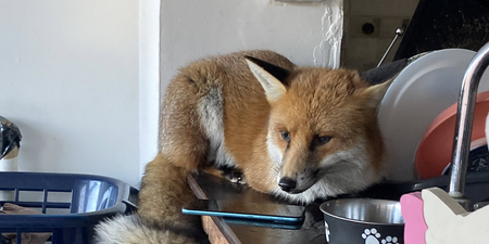 Fox trashes family kitchen then rests on counter top and refuses to leave