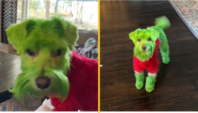Woman sparks controversy by dyeing her dog green to make him look like the Grinch for Christmas