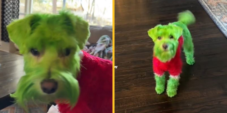 Woman sparks controversy by dyeing her dog green to make him look like the Grinch for Christmas